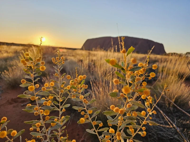 Northern Territory landscape with Uluru in background